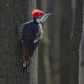 Pileated Teenager