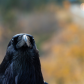 Raven Portrait