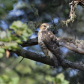 Hawk Eyes