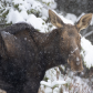 Snowy Moose