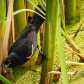 Red Winged Blackbird Acrobatics