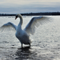 Swan - wing pump