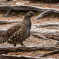 Spruce Grouse