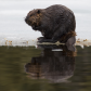 Reflection of a Beaver