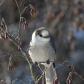 Canada Jay