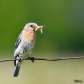 Eastern Bluebird