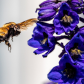 Bee Pee