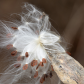 Milkweed