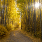 Golden Aspen Forest