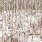 Birch Forest in Winter