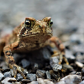American Red Spotted Toad