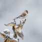 Common Redpoll on Milkweed in Light Flurries