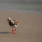 Curious Ruddy Turnstone