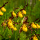 Yellow Lady Slippers