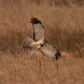 Northern Harrier catches dinner