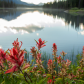 Red Paintbrush