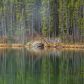 Pine Reflections
