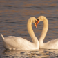 Love is in the Air