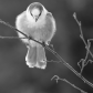 Gray Jay in B&W