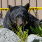 bear