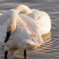 Ripples 