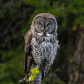 great grey owl