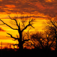 Forest Fire