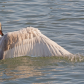 Angel Wings