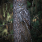 The Tree Has Eyes
