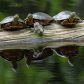 The Log Jam