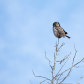 Northern Hawk Owl