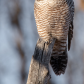 Northern Hawk Owl
