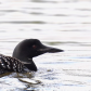 Common Loon