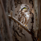 Owl you need is love