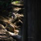 Chipmunk hide and seek