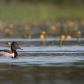 Ring-Necked Duck