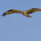 Osprey Incoming!