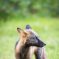 Curious Fox