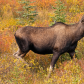 moose