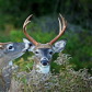 The Deer Whisperer
