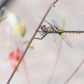 Dragonfly in my backyard