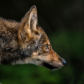 on the prowl, eatern (Algonquin) wolf