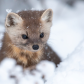 Pop up Pine Marten