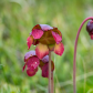 Flowering Pitcher Plant