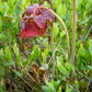 Newfoundland's Pitcher Plant