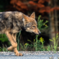 Eastern (Algonquin) wolf