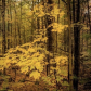 Fall