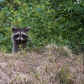 animal friends