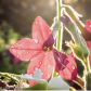 flowers in my park