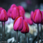 flowers in my park